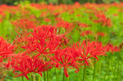 彼岸花開花|彼岸花（ヒガンバナ）とは ＜花言葉・由来・開花時期などを紹。